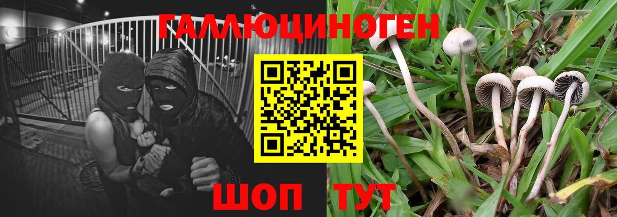 Заводоуковск  Псилоцибиновые грибы Magic Shrooms  Вход с VPN 
